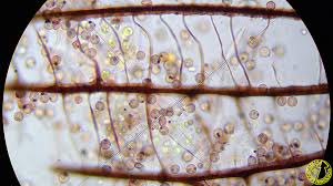 Attēlu rezultāti vaicājumam “Cribraria cancellata”