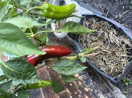 Afbeeldingsresultaat voor long red marconi sweet pepper