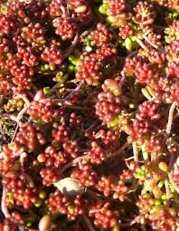 Image result for Sedum album `Coral Carpet`