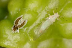 Attēlu rezultāti vaicājumam “Trioza dispar nymph”