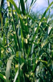 Image result for Miscanthus sinensis Zebrina