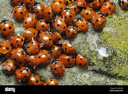 Attēlu rezultāti vaicājumam “Coccinella septempunctata”