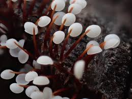 Attēlu rezultāti vaicājumam “Physarum pezizoideum stalked”