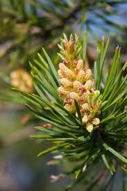 Attēlu rezultāti vaicājumam “Pinus mugo male flower”