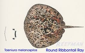 Image result for Raja straeleni