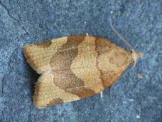 Attēlu rezultāti vaicājumam “Pandemis cinnamomeana female”