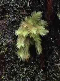 Attēlu rezultāti vaicājumam “Dicranales”