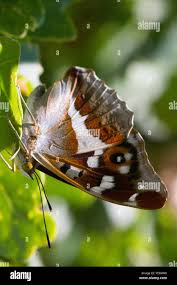 Attēlu rezultāti vaicājumam “Apatura iris female”