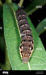 Attēlu rezultāti vaicājumam “Deilephila elpenor larva”