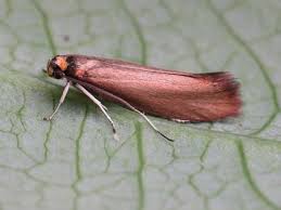 Attēlu rezultāti vaicājumam “Roeslerstammia erxlebella”