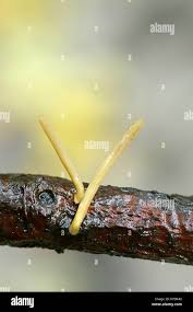 Attēlu rezultāti vaicājumam “Macrotyphula fistulosa var. contorta”