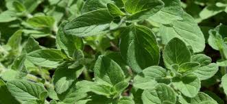 Image result for Oregano