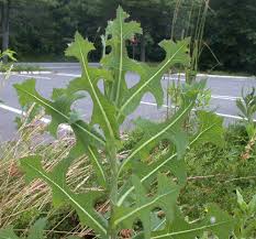Attēlu rezultāti vaicājumam “Lactuca serriola”