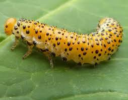 Attēlu rezultāti vaicājumam “Argidae”