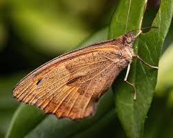 Attēlu rezultāti vaicājumam “Hyponephele lycaon”