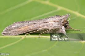 Attēlu rezultāti vaicājumam “Cucullia umbratica”