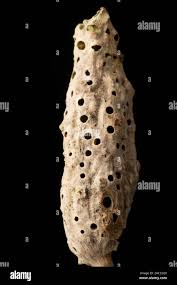 Attēlu rezultāti vaicājumam “Diastrophus rubi”