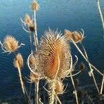Attēlu rezultāti vaicājumam “Dipsacus fullonum fruit”