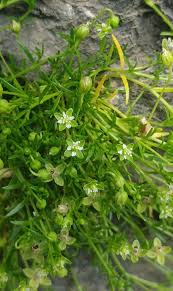 Attēlu rezultāti vaicājumam “Sagina procumbens”