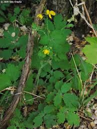Attēlu rezultāti vaicājumam “Chelidonium majus flower”