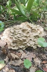 Attēlu rezultāti vaicājumam “Polyporus tubaeformis”