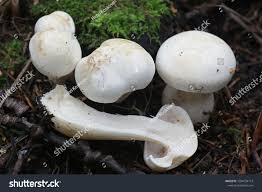 Attēlu rezultāti vaicājumam “Tricholoma album”