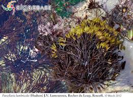 Attēlu rezultāti vaicājumam “Furcellaria lumbricalis”