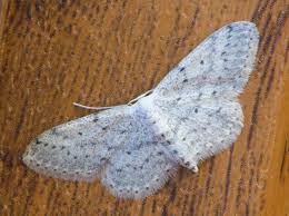 Attēlu rezultāti vaicājumam “Idaea seriata”
