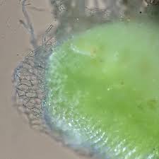 Attēlu rezultāti vaicājumam “Riccia sorocarpa”