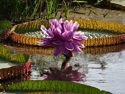 Attēlu rezultāti vaicājumam “Nymphaeaceae”