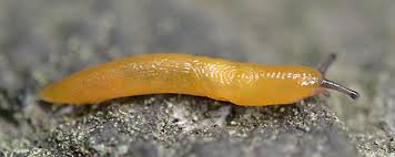 Attēlu rezultāti vaicājumam “Malacolimax tenellus”