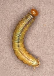 Attēlu rezultāti vaicājumam “Hadula trifolii larva”