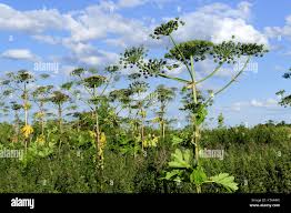 Attēlu rezultāti vaicājumam “Heracleum sosnowskyi”