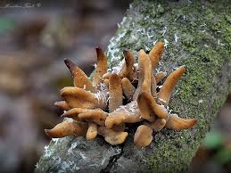 Attēlu rezultāti vaicājumam “Macrotyphula fistulosa var. contorta”