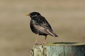 Attēlu rezultāti vaicājumam “Sturnus vulgaris”