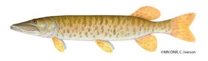 Image result for Esox masquinongy