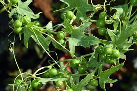 Attēlu rezultāti vaicājumam “Bryonia alba fruit”