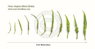 Attēlu rezultāti vaicājumam “Sinapis alba fruit”