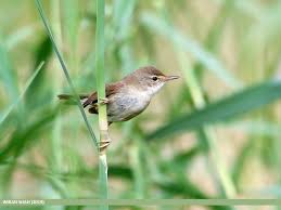 Attēlu rezultāti vaicājumam “Acrocephalus dumetorum”