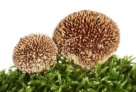 Attēlu rezultāti vaicājumam “Lycoperdon echinatum”