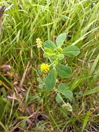 Attēlu rezultāti vaicājumam “Medicago lupulina”