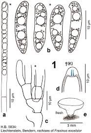 Attēlu rezultāti vaicājumam “Hymenoscyphus fraxineus”
