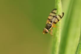 Attēlu rezultāti vaicājumam “Urophora jaceana”