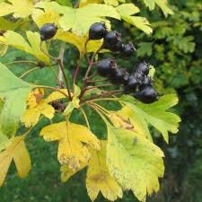 Attēlu rezultāti vaicājumam “Crataegus persimilis fruit”