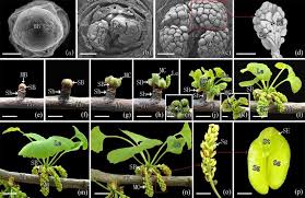 Attēlu rezultāti vaicājumam “Ginkgo biloba male flower”