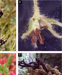 Attēlu rezultāti vaicājumam “Urocystis anemones spores”