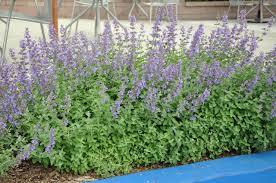 Attēlu rezultāti vaicājumam “Nepeta x faassenii”