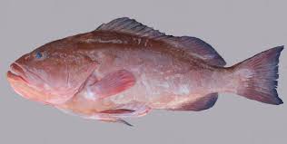 Image result for Epinephelus morio