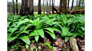 Image result for Bärlauch