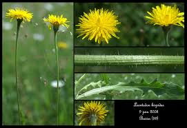 Attēlu rezultāti vaicājumam “Leontodon hispidus”